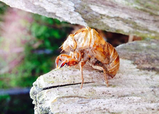Illustration for article titled 18 Creepy, Crawly Photos Of Insects
